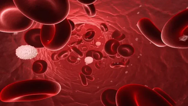 বাংলাদেশে তরুণদের মধ্যে দ্রুত বাড়ছে ব্লাড ক্যা’ন্সার! অবহেলা নয়, ল’ক্ষ’ণ চিনে রাখুন এখনই!